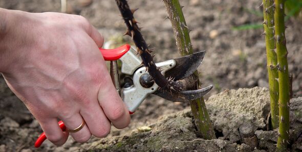 a farmer cuts dry branches of a rose bush with sharp pruners a farmer cuts dry branches of a rose bush with sharp pruners