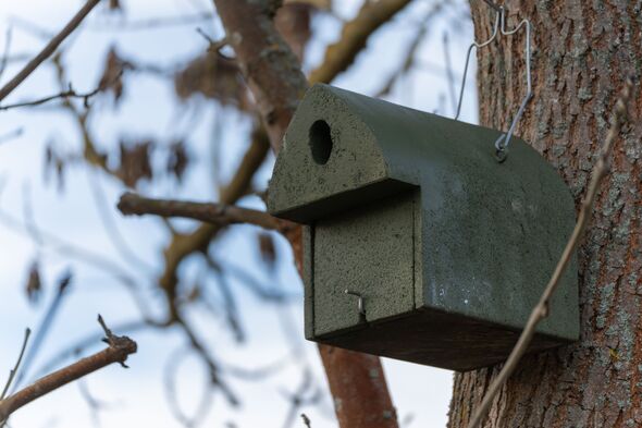 A green wooden birdhouse hangs from a tree trunk in a bare winter forest. A green wooden birdhouse hangs from a tree trunk in a bare winter forest.