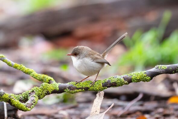 A Superb Fairy-wren (Malurus cyaneus) perches playfully near the ground in a country garden while foraging for insects