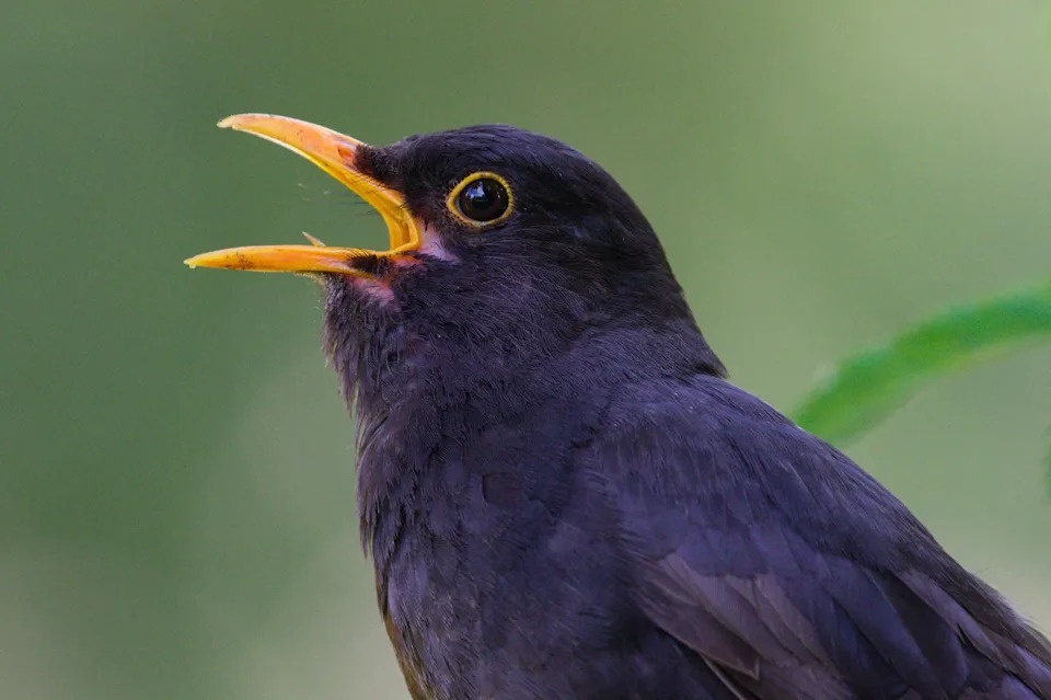 singing robin noisy birds