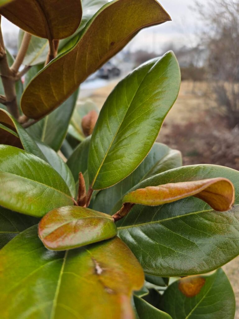 Teddy Bear Magnolia – Shock or Bigger Problem? Teddy Bear Magnolia - Shock or Bigger Problem?