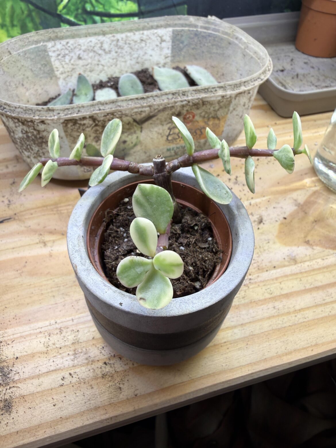 What is this little succulent?