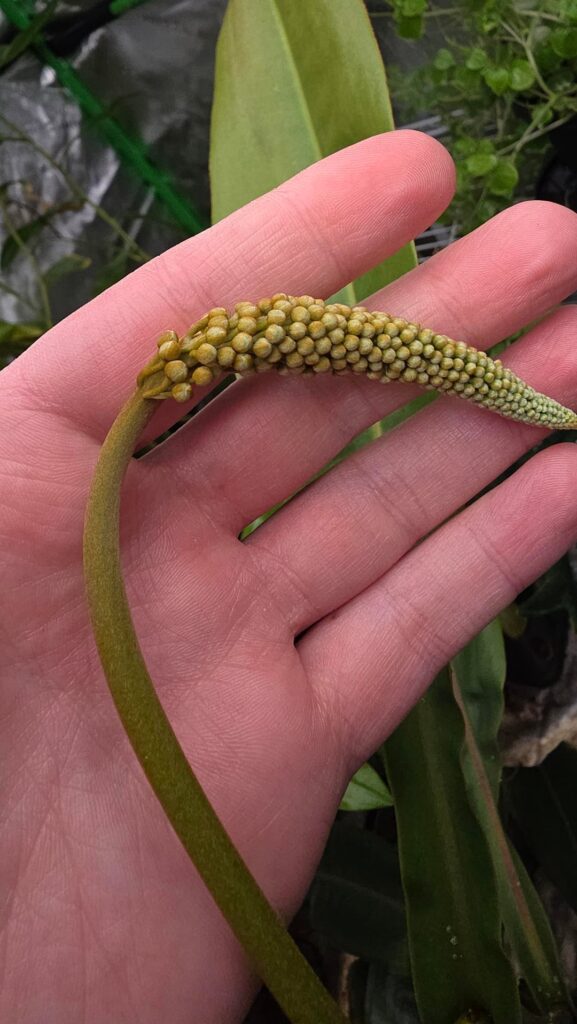 N. Rajah x platychila is flowering!