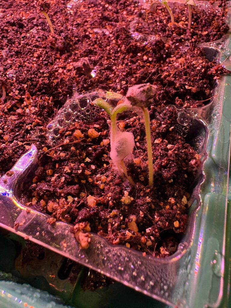 Spider mites on newly germinated seed?
