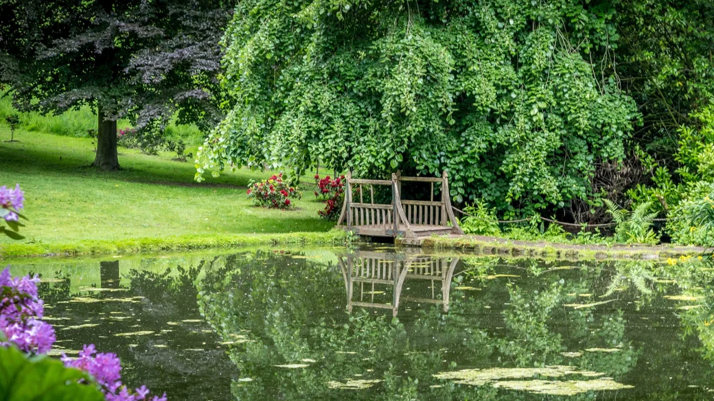 A large garden with big trees and a pool in the foreground with a bridge and purple flowers on the left of the picture.