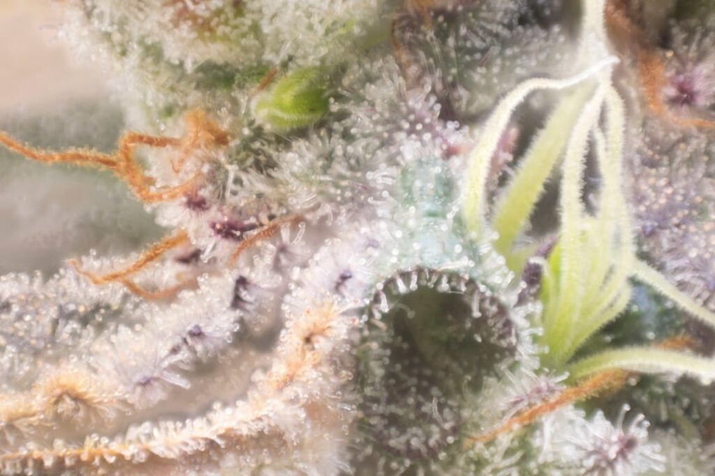 Late flower details starting to stack up ❄️