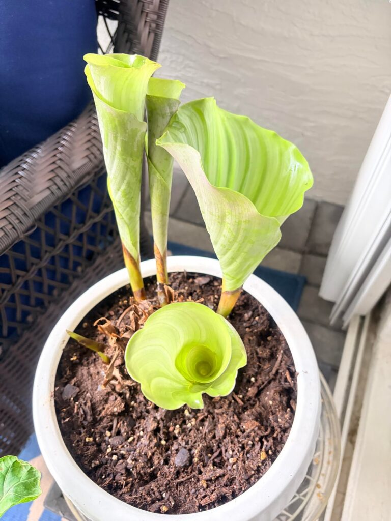 I got disgusted at my Calathea and cut it all back