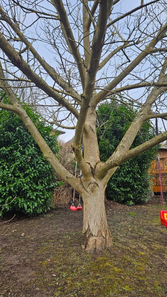 Can we save our Walnuttree?
