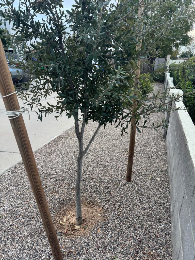 Codominant leader in live oak?