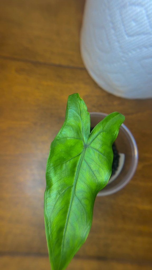 Bug ID please! 🙏🏼