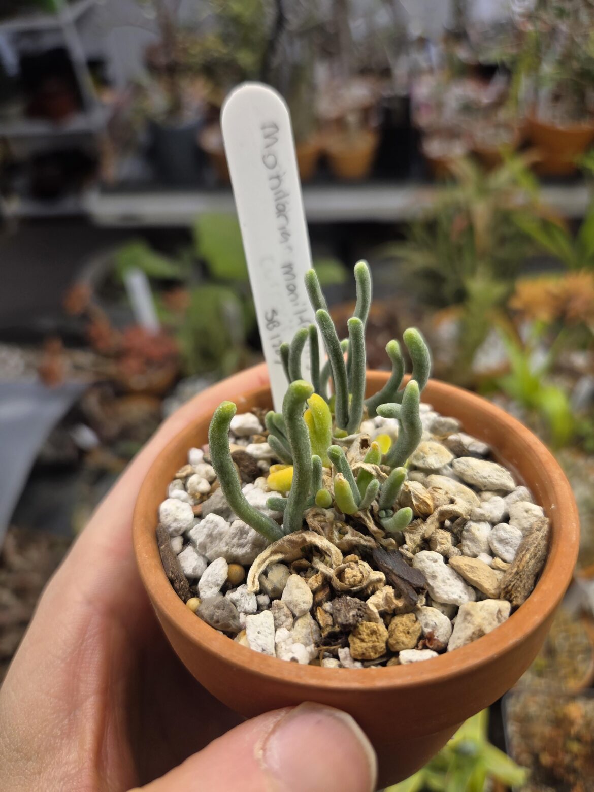 Monilaria moniliformus – time to start spacing watering? Monilaria moniliformus - time to start spacing watering?
