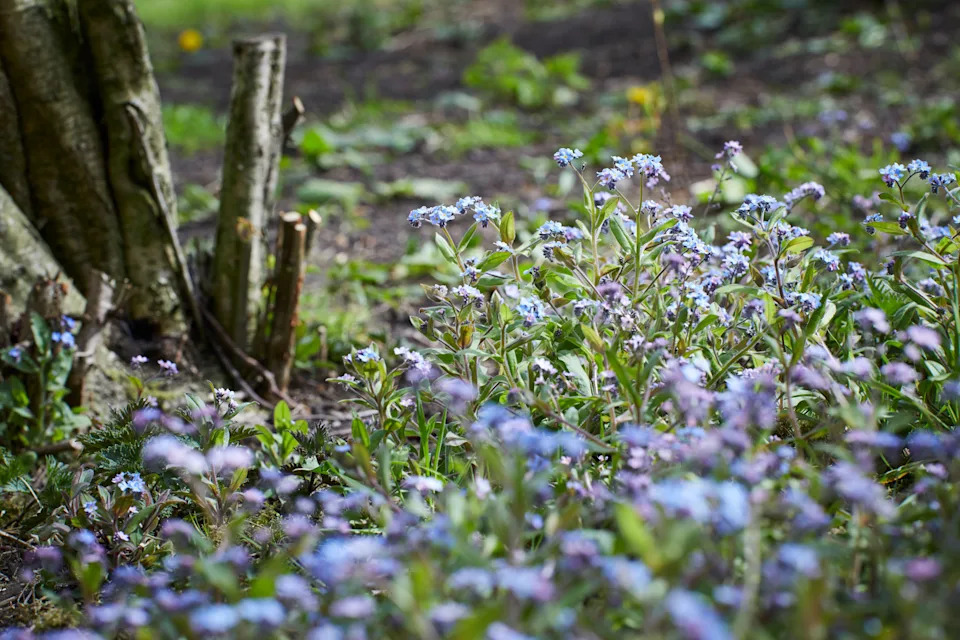 Self-seeded forget-me-nots (Alamy/PA)