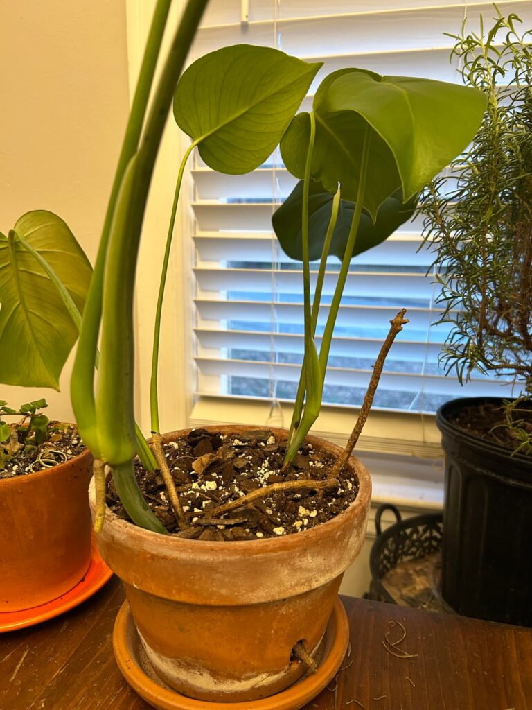 Should I repot my monstera?