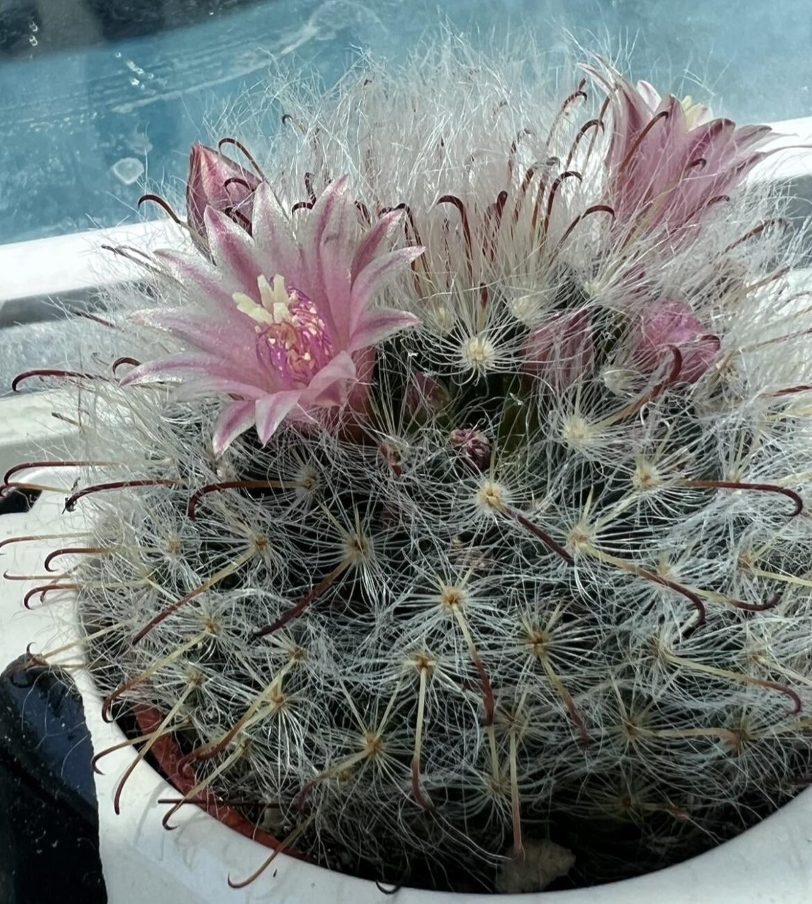 Used to have this cactus and want to know what type it was.