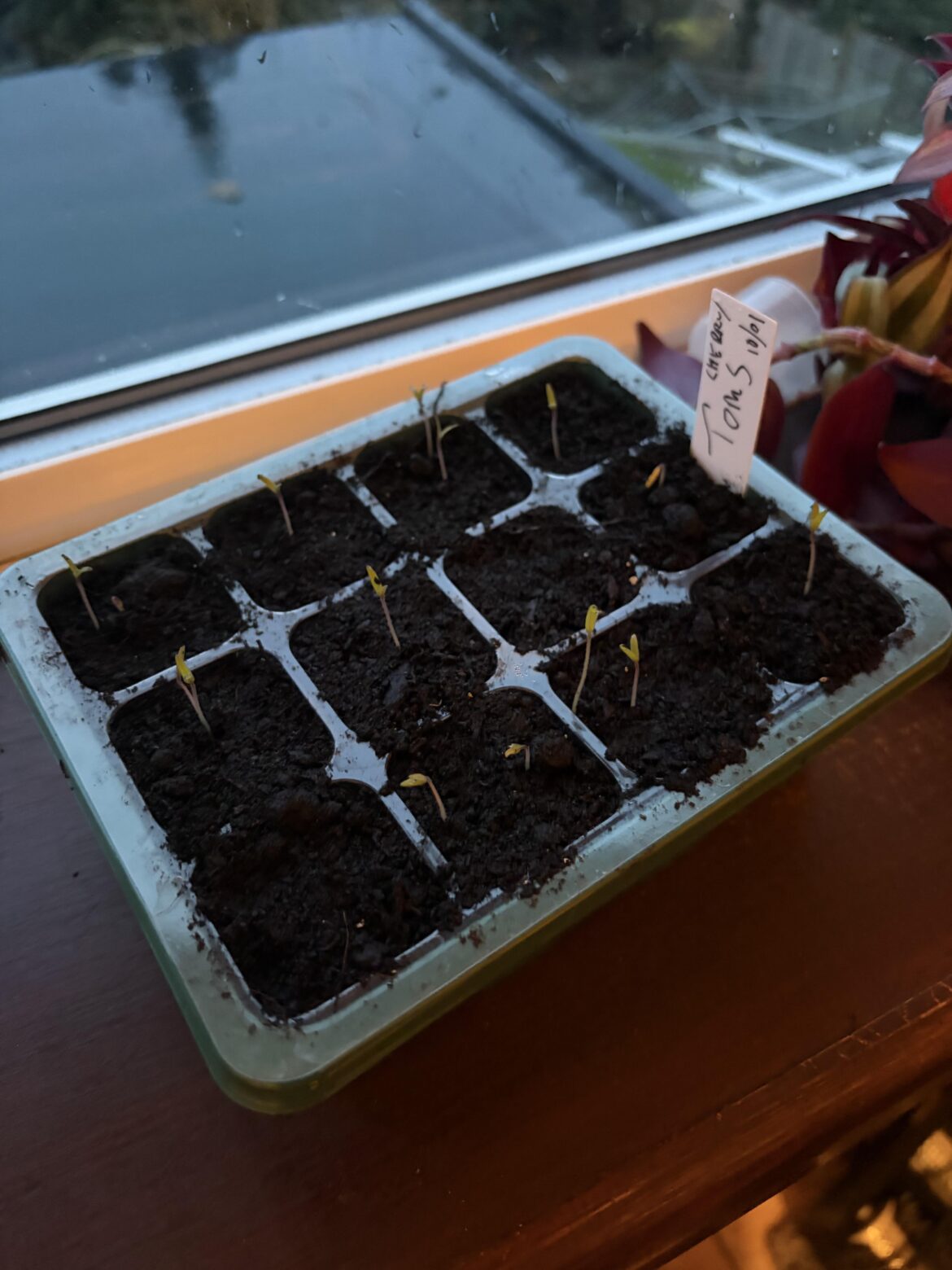 Seedling help