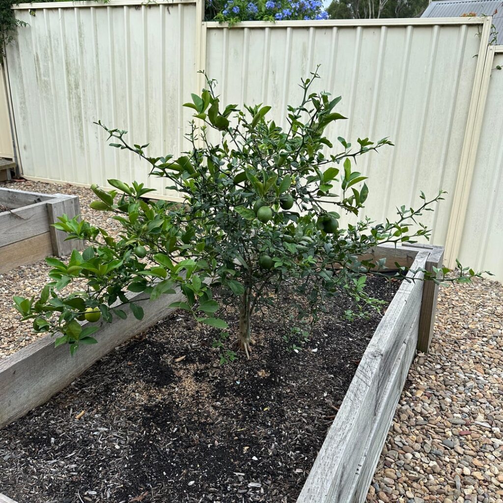 Calamansi/Calamondin Prune and Transplant Calamansi/Calamondin Prune and Transplant