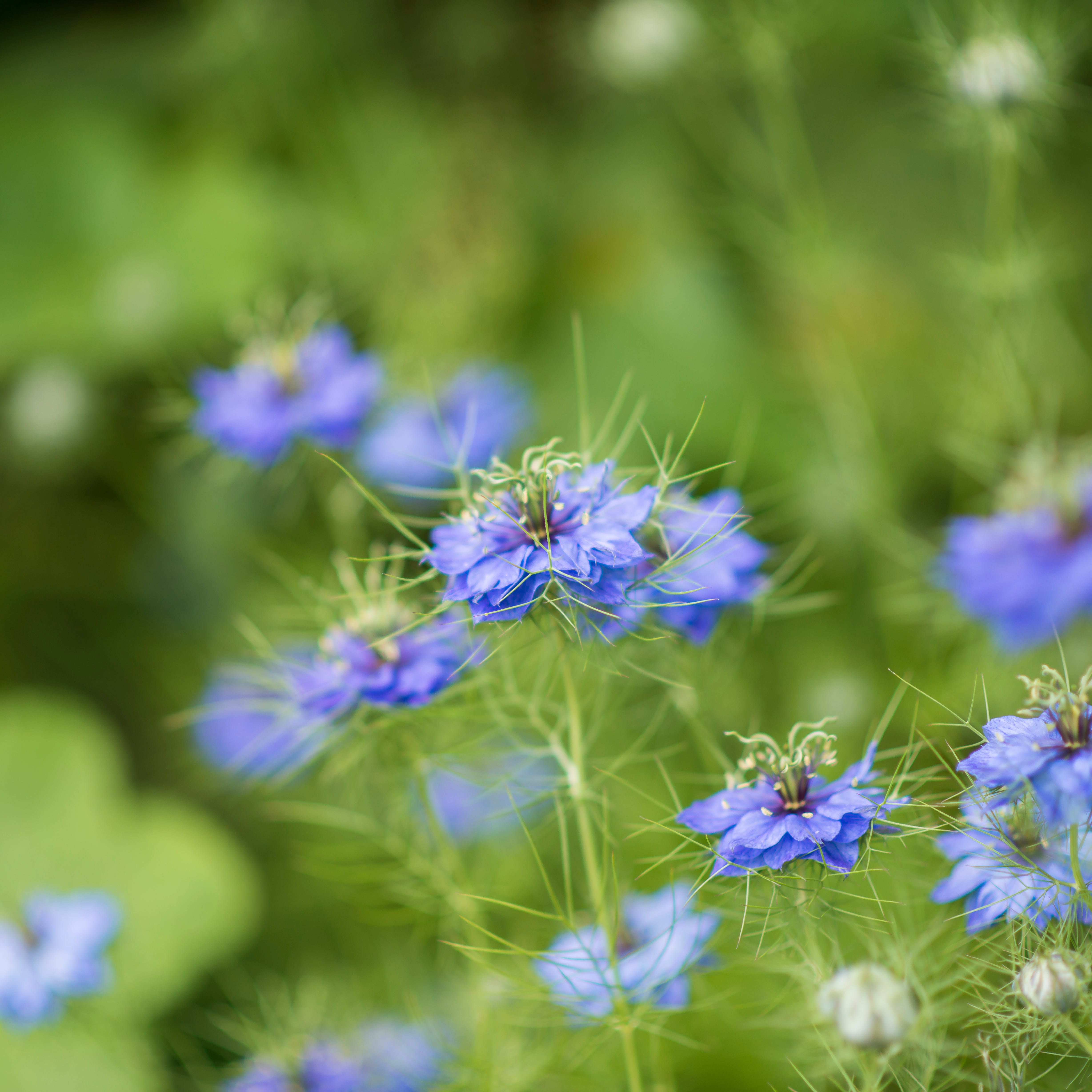 first things to plant in early spring nigella