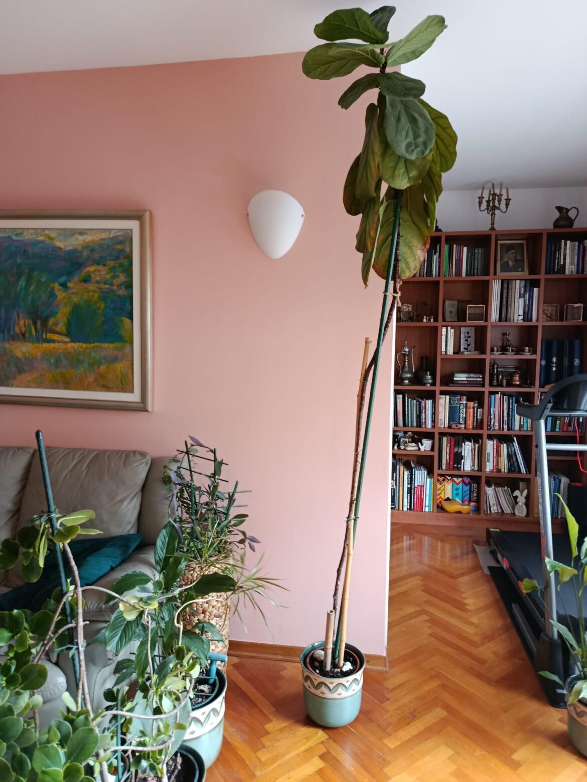 Please help save this skinny giant Please help save this skinny giant