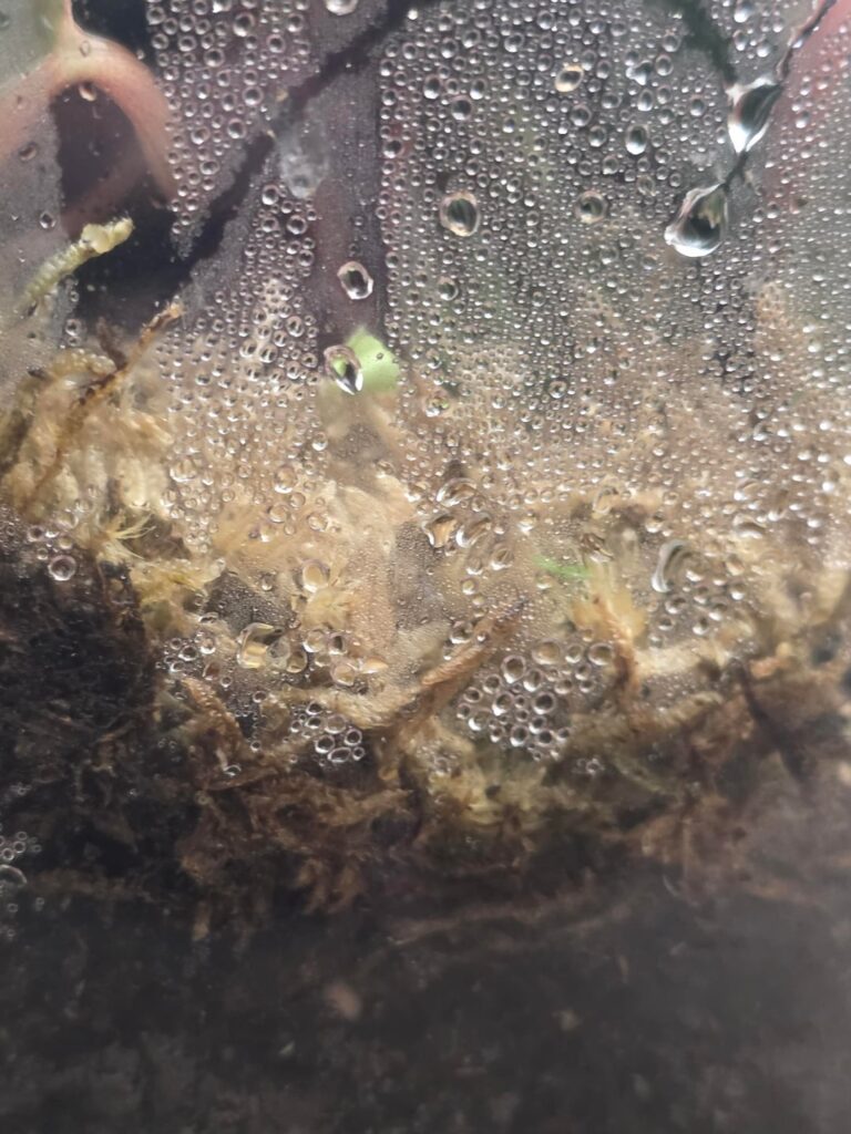 Week 1 of my terrarium!