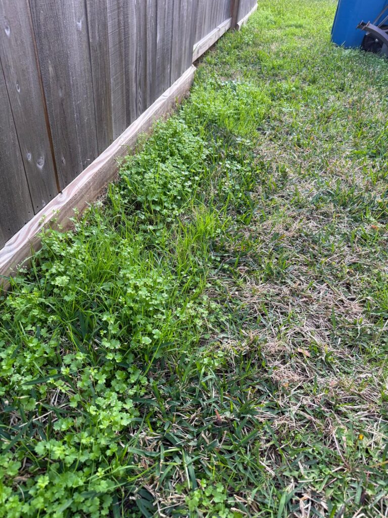 St. Augustine & Weeds Help