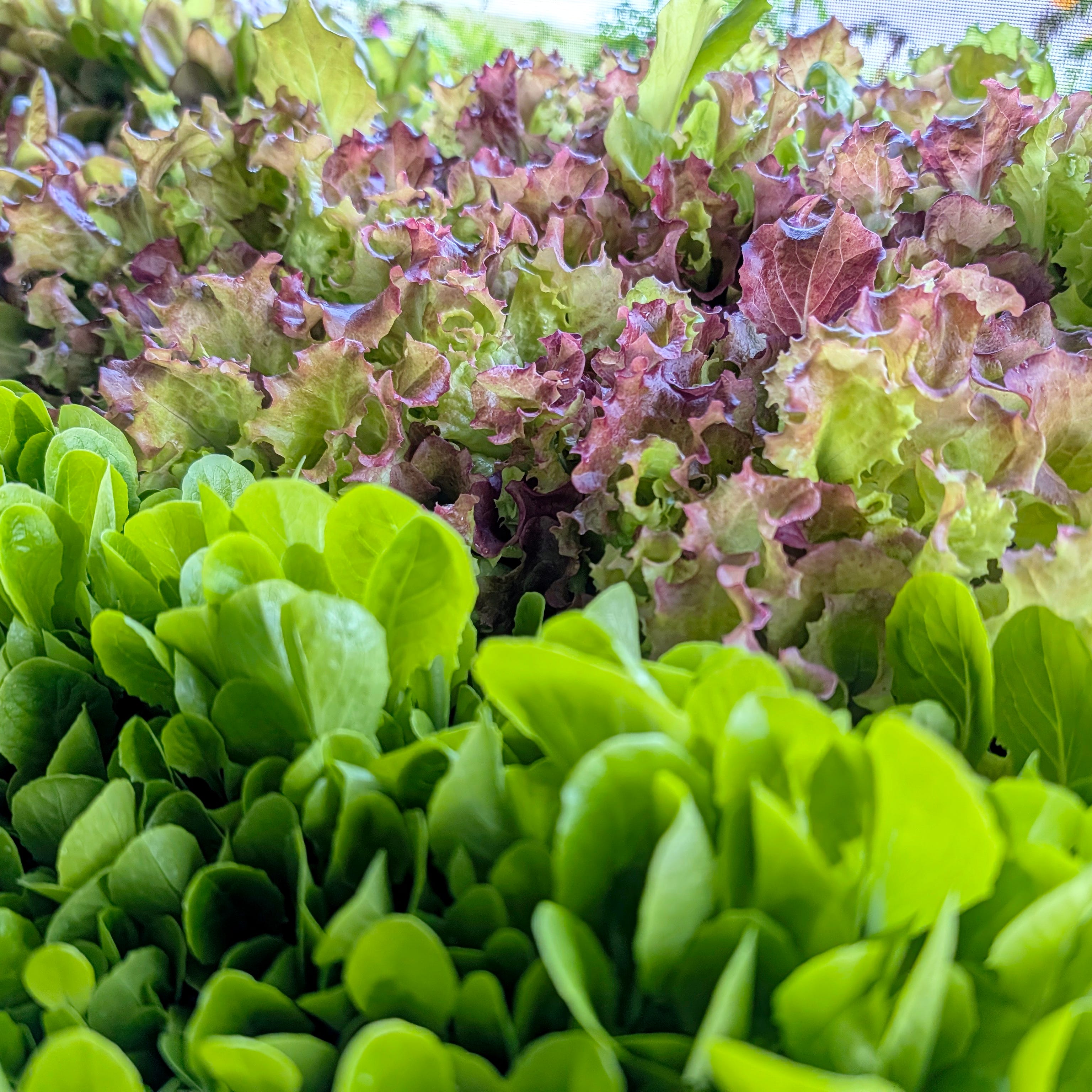 first things to plant early spring lettuce