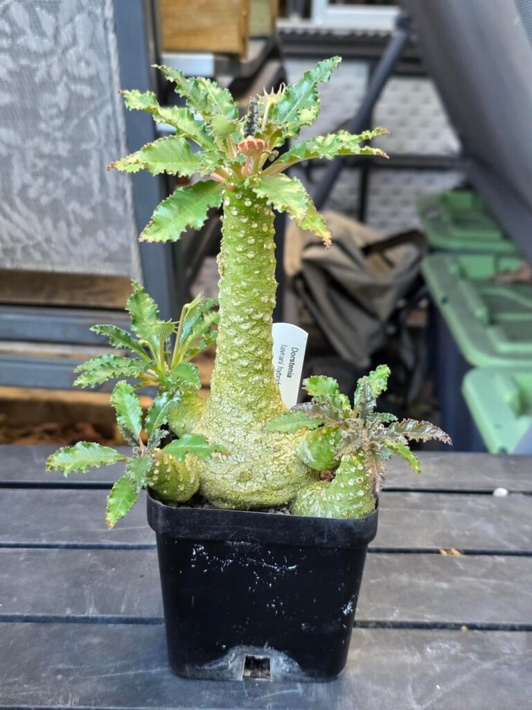 Dorstenia Lavrani – Repot Shock Dorstenia Lavrani - Repot Shock