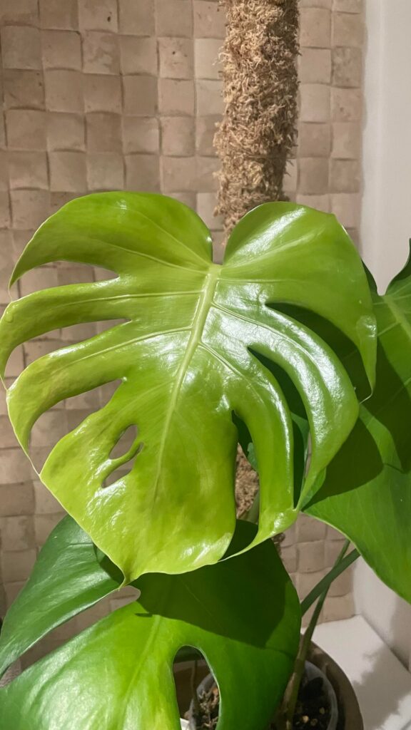 Got the fist internal fenestrations on the baby leaf!