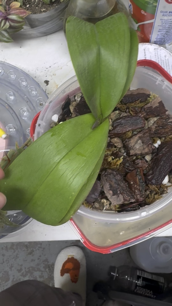 How do I help my orchids not look so ugly? How do I help my orchids not look so ugly?