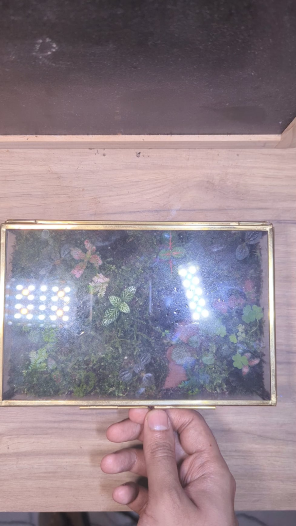 1 month old landscape in a jewellery box