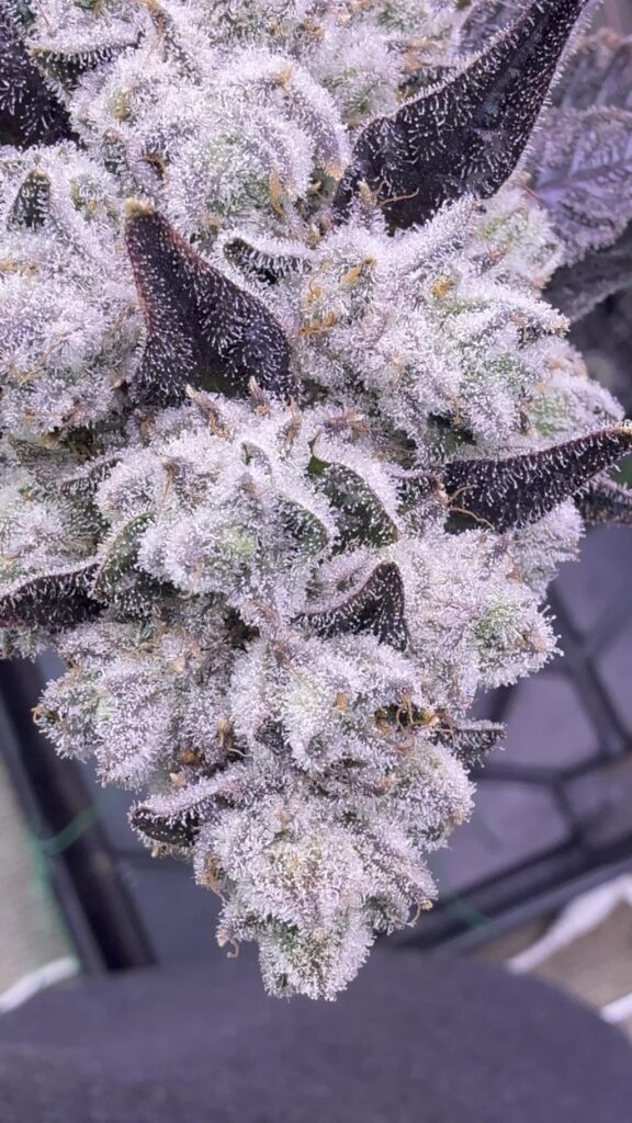 Caking up…grandpas cookies #6