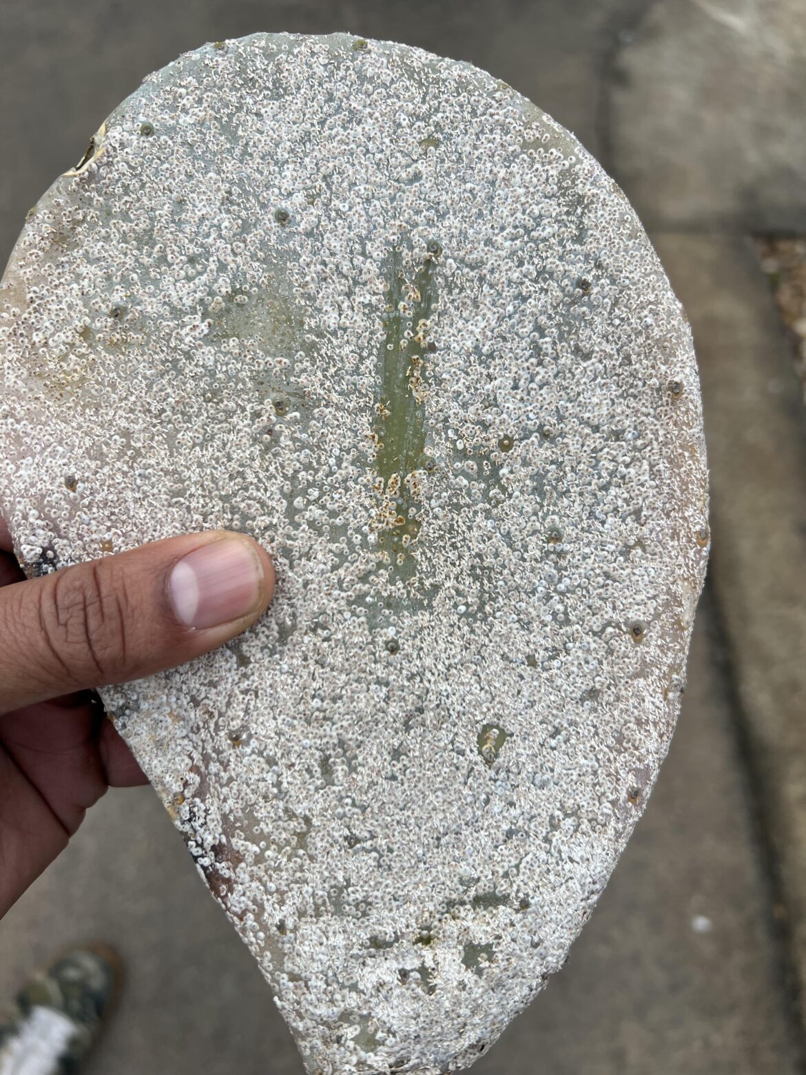 After a snow/ice storm, what is the white flaky thing?