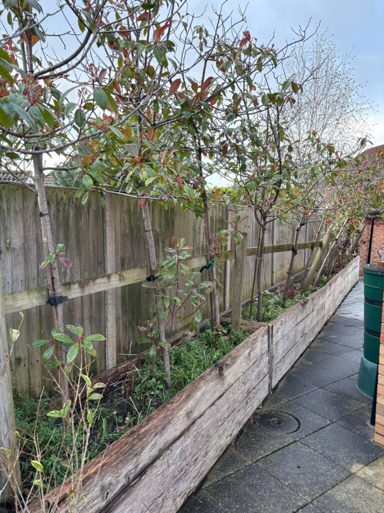 Need advice on red robins Need advice on red robins