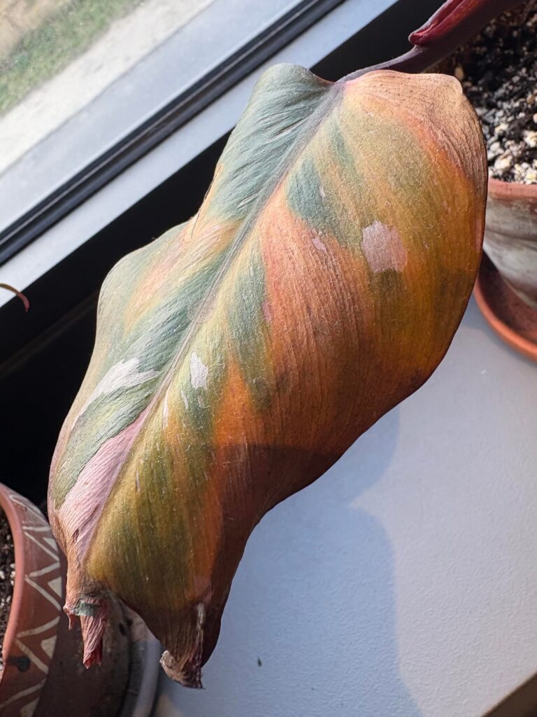 What’s his problem