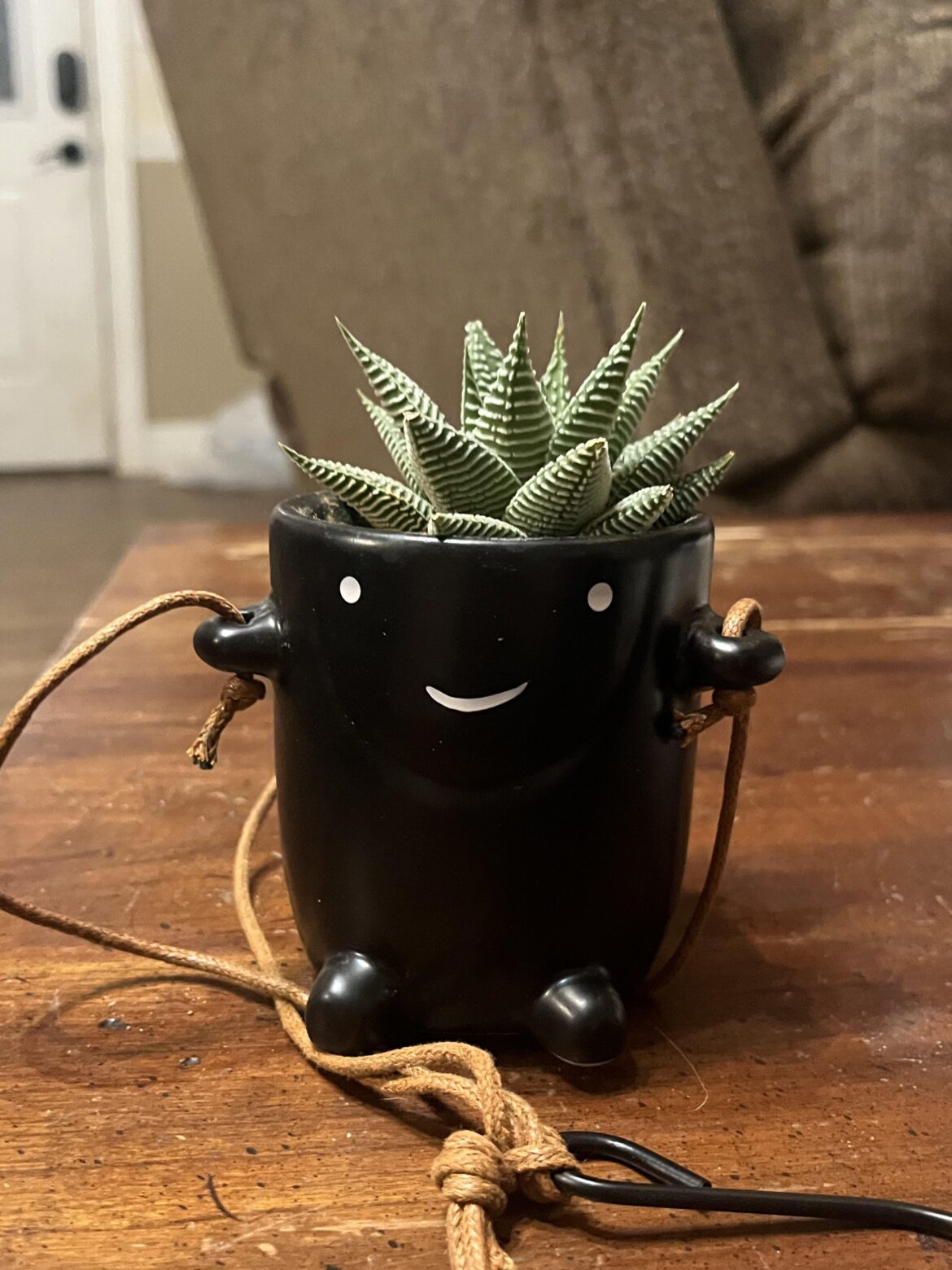 How to care for this succulent