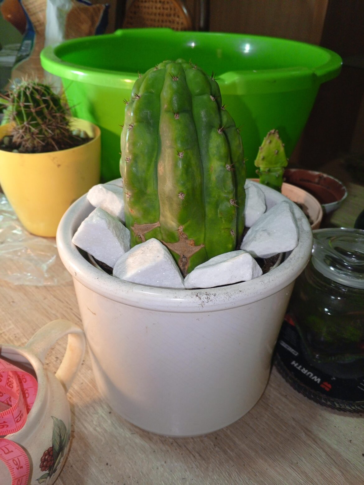 Which type of pot is recommended for rooting a cactus cutting? I am currently using a pot that is 15 cm deep for a 20 cm cutting, filled with a well draining soil mix.