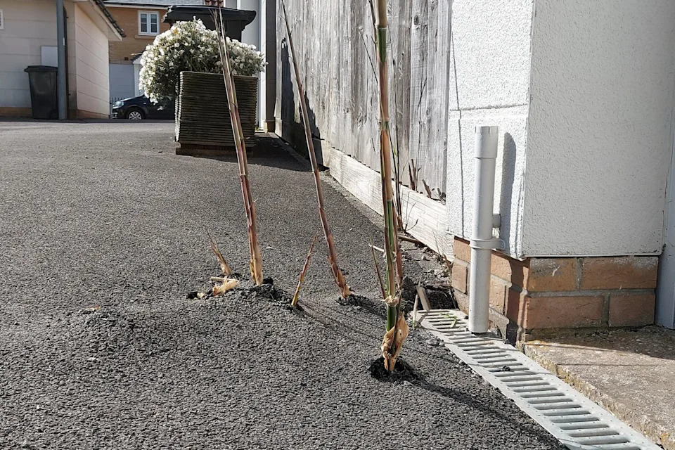 Shot of bamboo stalks pushing their way through solid tarmac.