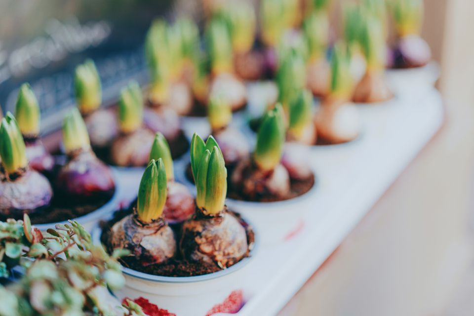 Now is the time to plant summer bulbs. Photo: Getty