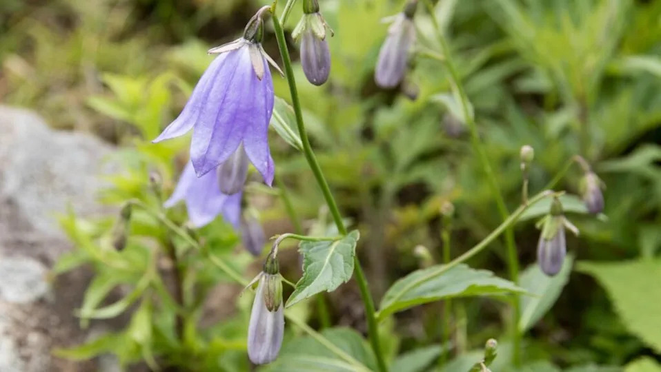 bell shaped flower of ladybell plant. the flower is purple-blue