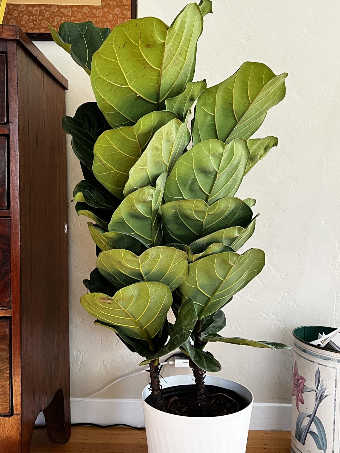 Two in a pot?
