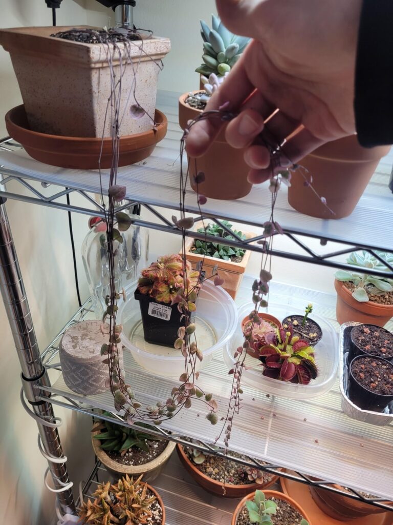 Help with my somewhat sad SoH :(