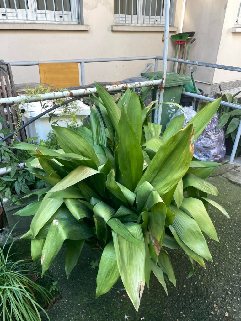 Plants at my workplace