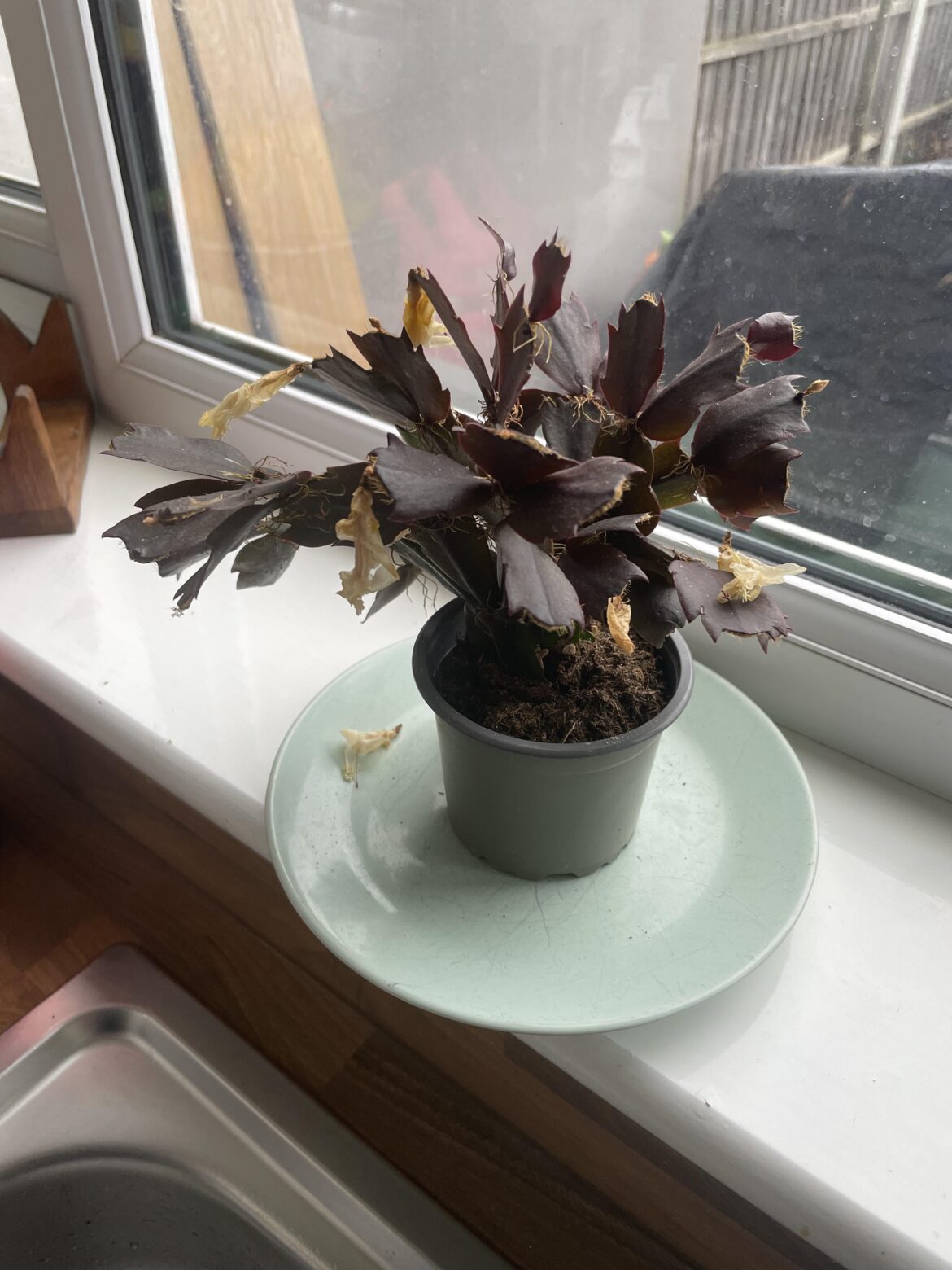 Identifying plant