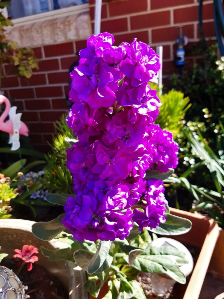 Flowers from my Grandmothers garden
