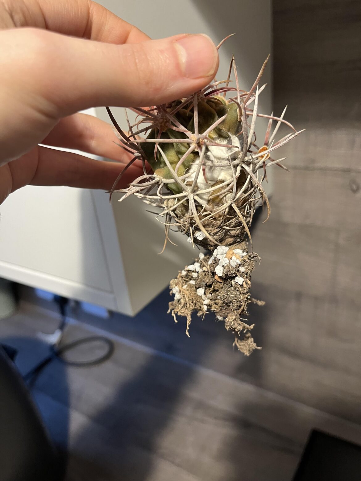 So apparently you can underwater an “un underwaterable” cactus (Echinocactus polycephalus) - devastated!