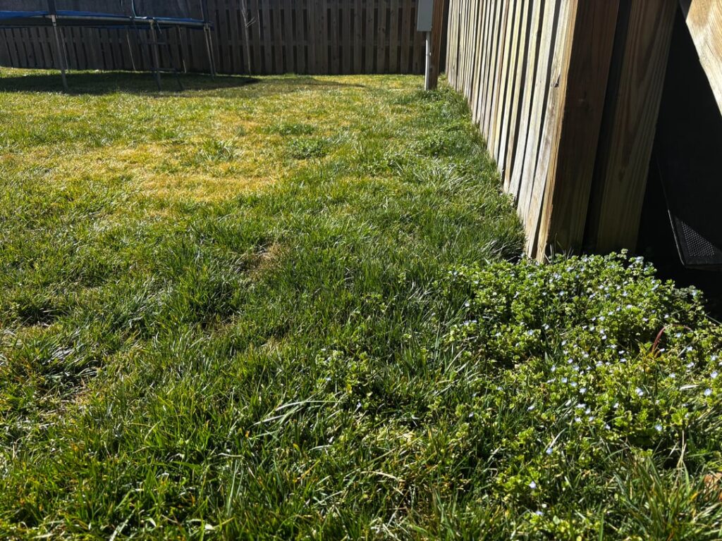 Need Pre-emergent advice (Western North Carolina)