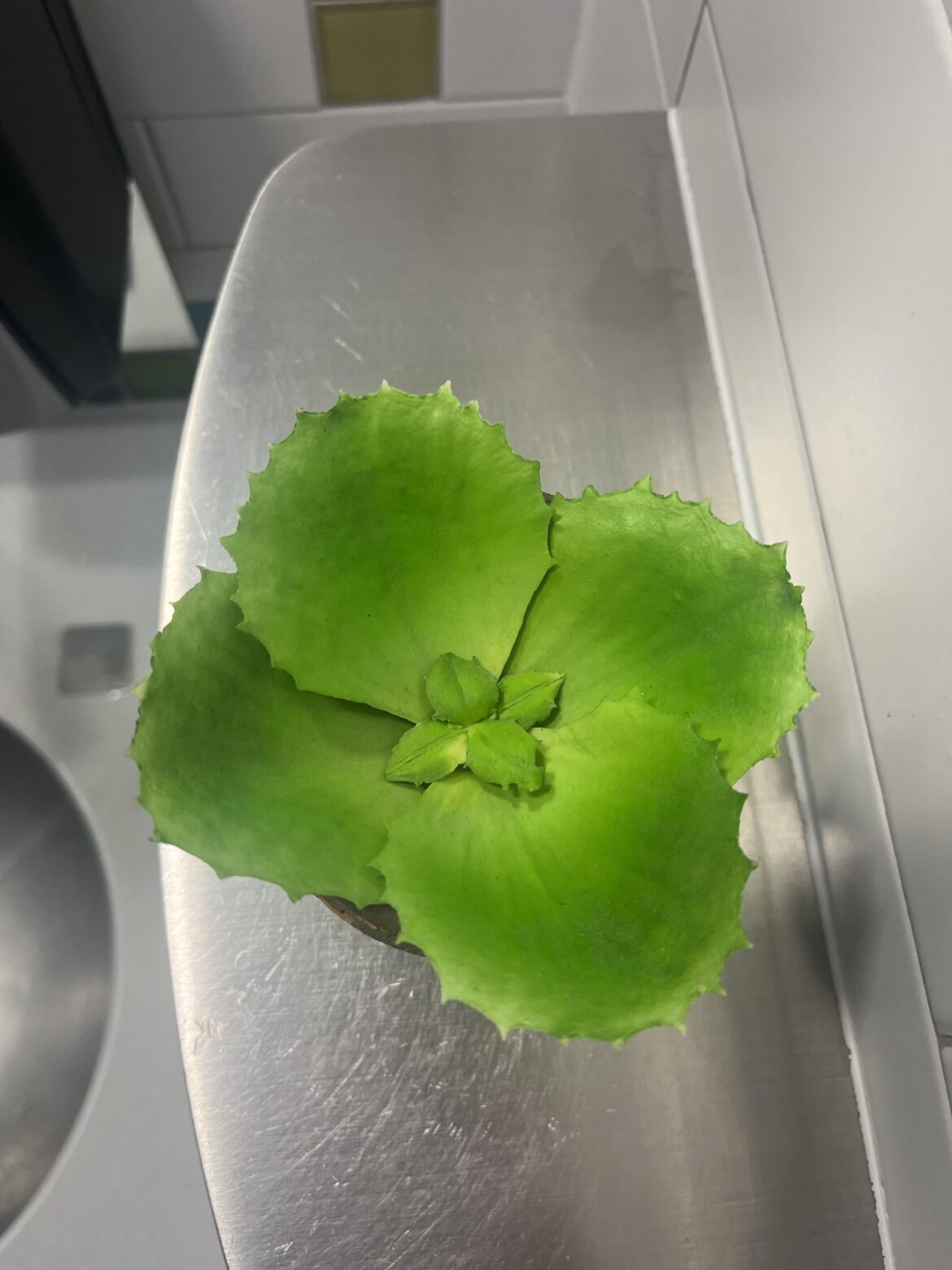 Does anyone know what type of plant this is?