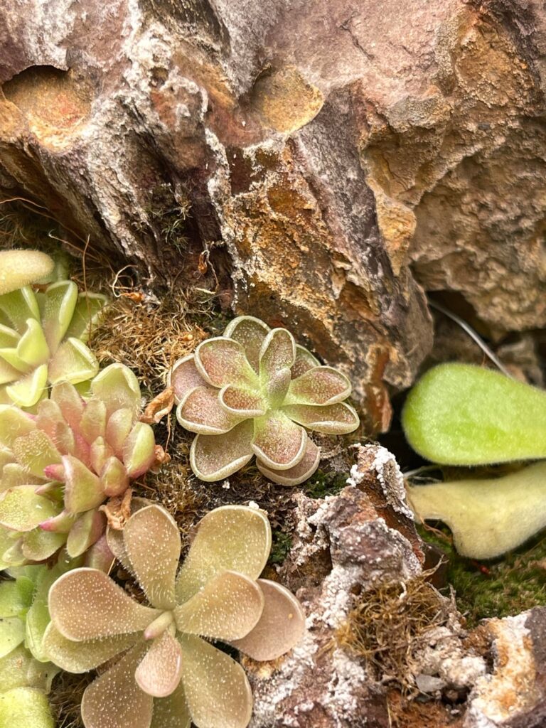 Sales Post: Pinguicula New Species Added🚨