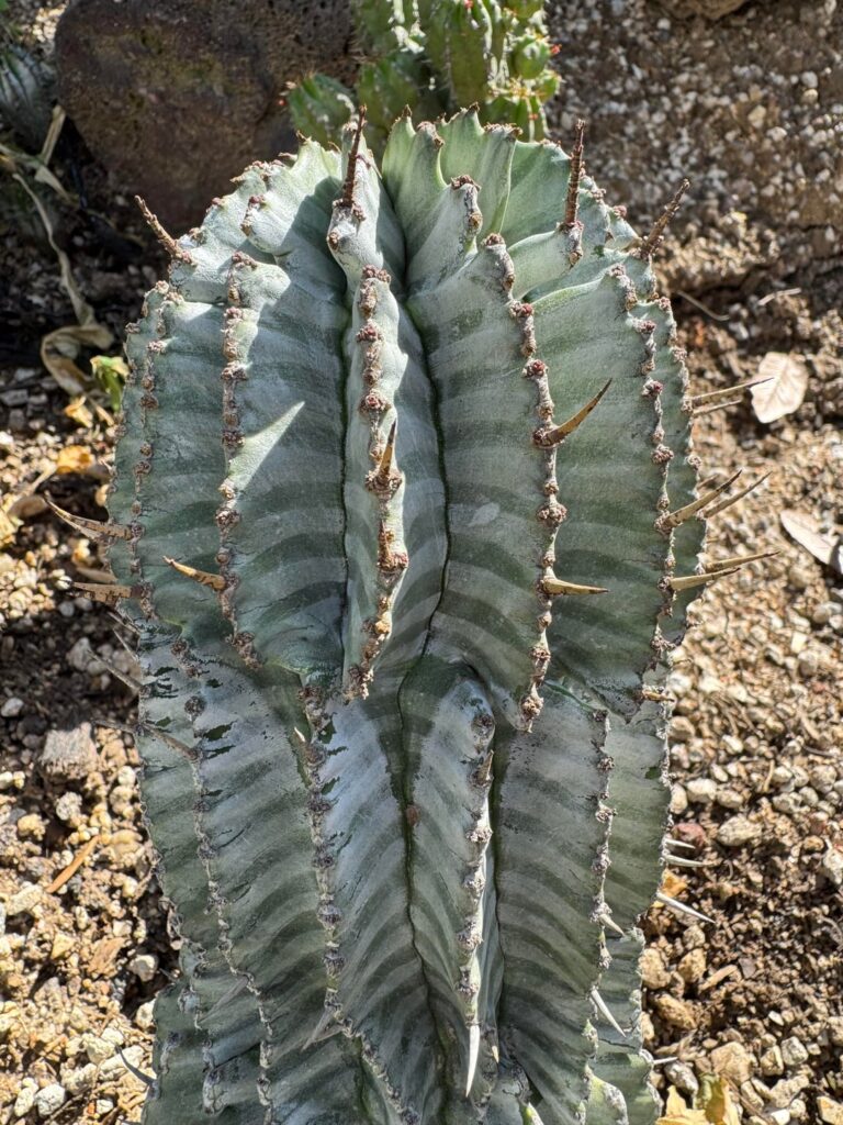Euphorbia polygona var striata