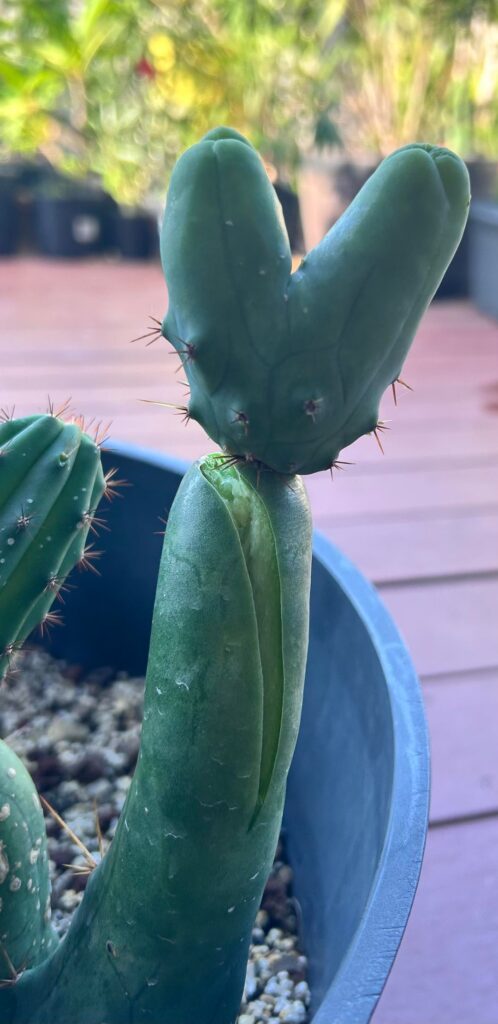 My 2 headed TBM split, devastated! Is it salvageable??