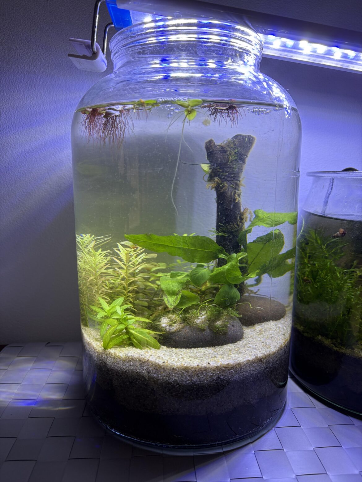 5.6 L Walstad Jar - 2 Week Update